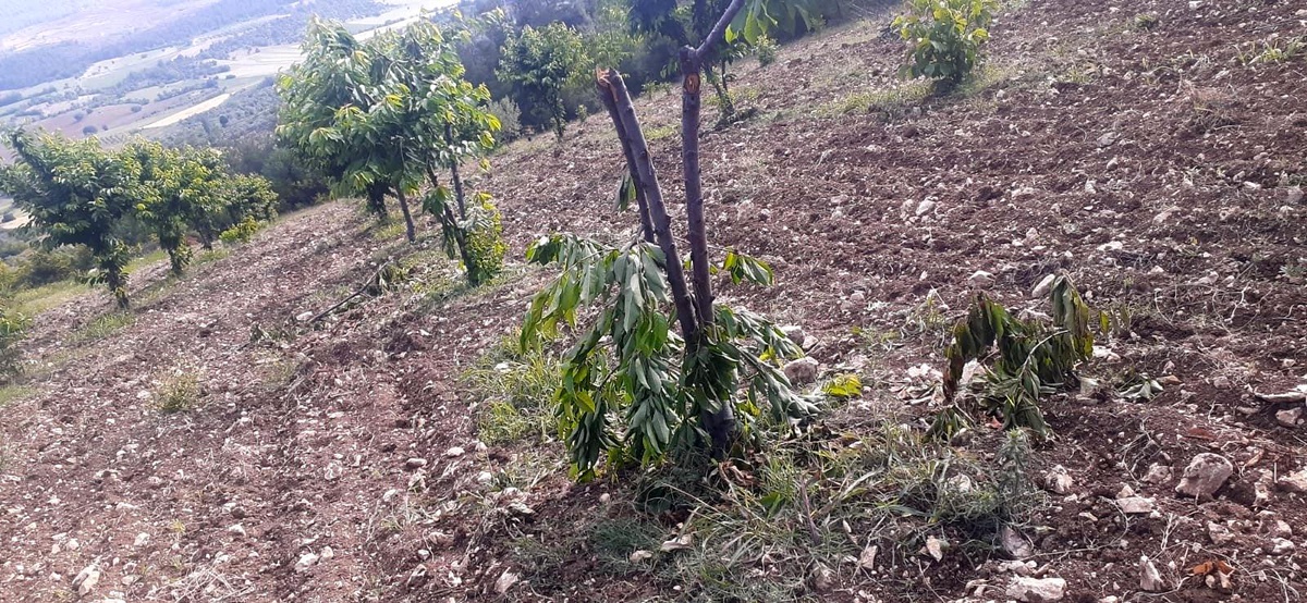Sabah tarlasına gelince şok oldu