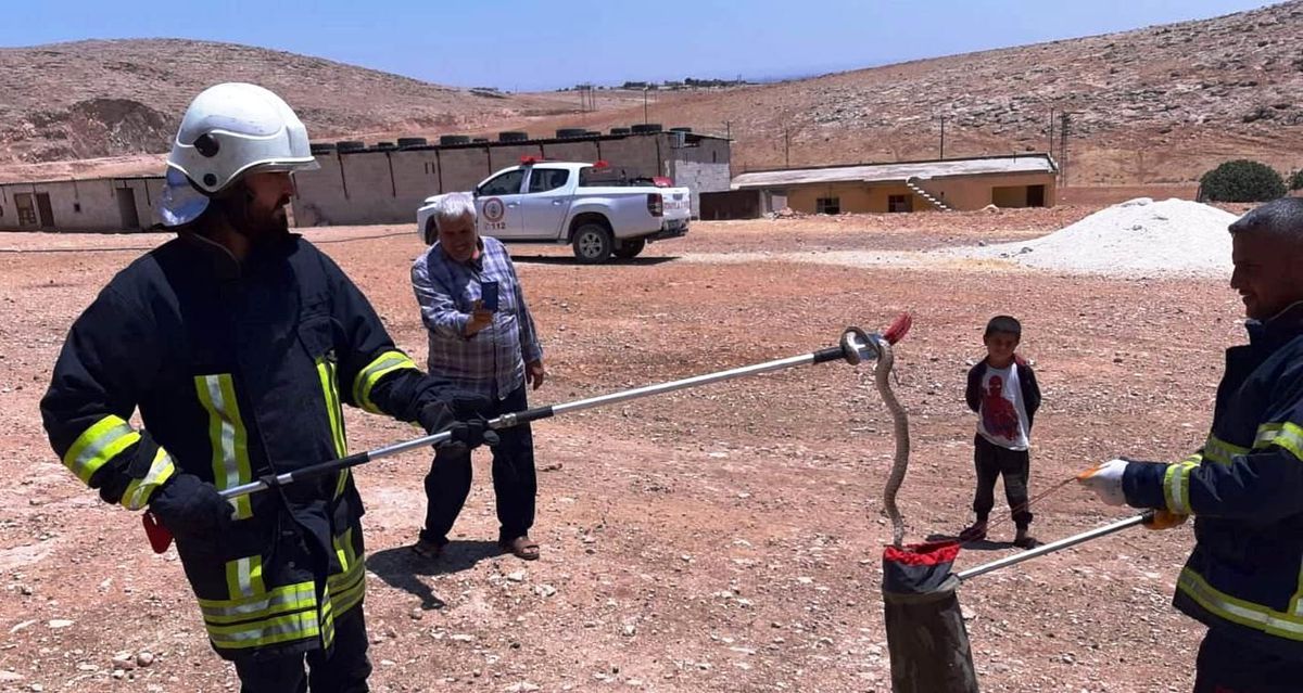 Şanlıurfa\'da zehirli yılanlar görülmeye devam ediyor