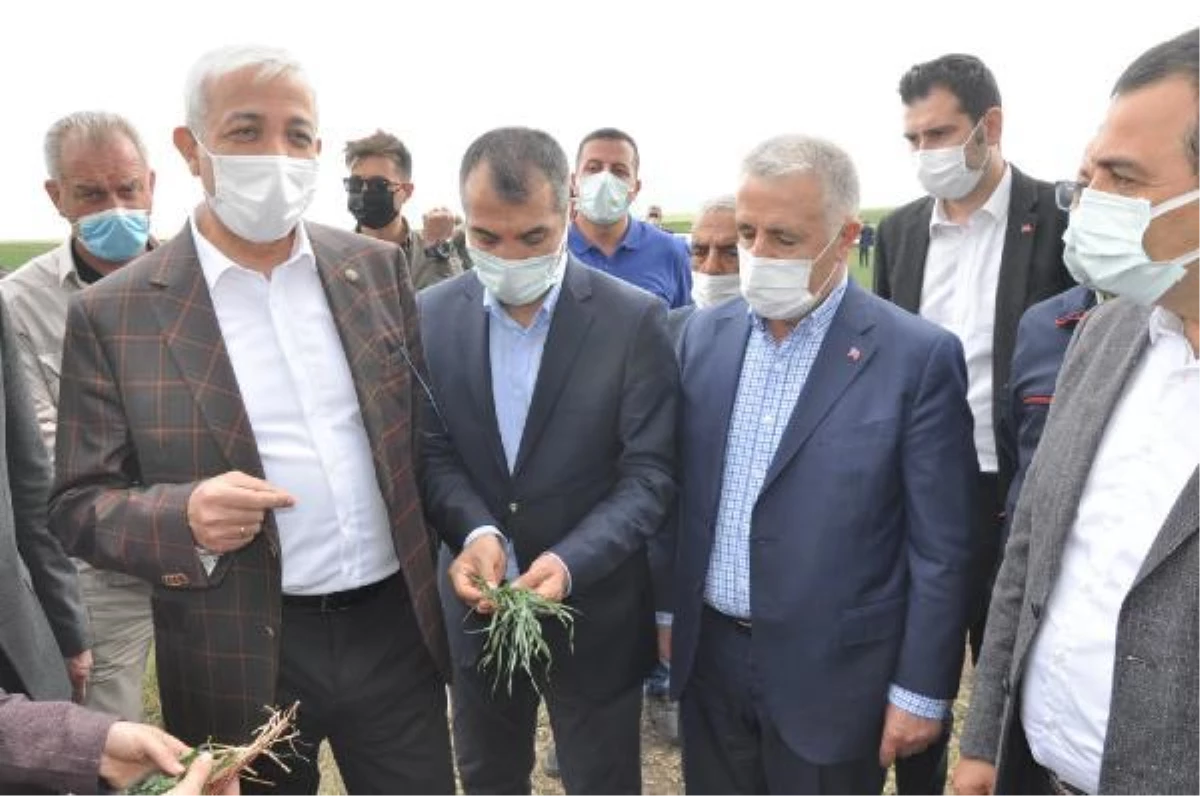 Tarım ve Orman Bakanlığı heyeti, kuruyan arazileri inceledi