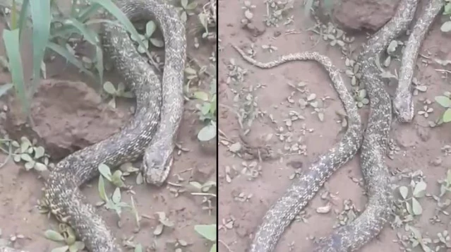 Çiftçi tarlasında dev yılan gördü, telefonuna sarıldı - Son Dakika