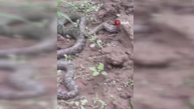 Tarlasında dev yılanı gören çiftçi şaşkınlığını gizleyemedi