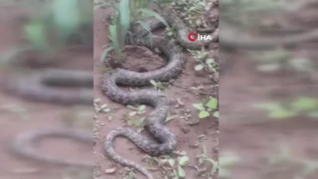 Tarlasında dev yılanı gören çiftçi şaşkınlığını gizleyemedi