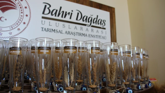 ÜRETİMDEN İHRACATA TARIM - Kuraklığa dayanıklı tahıllar çiftçinin yüzünü güldürüyor