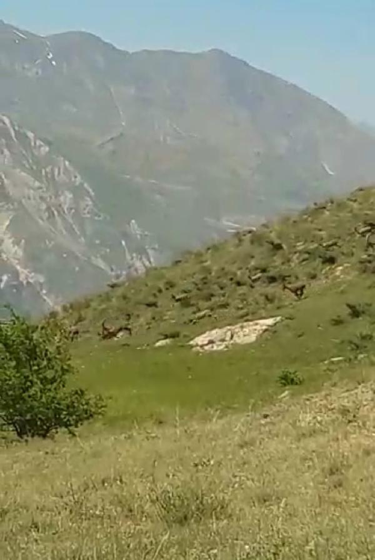 Hakkari\'de köy yakınına inen dağ keçisi sürücü kameraya kaydedildi