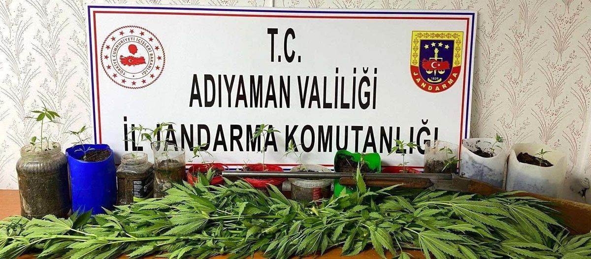 Jandarma kenevir bitkisi ele geçirdi