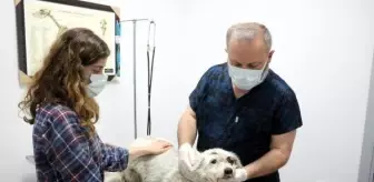 Kaybolan köpeği Kuçita'yı, yaralı halde buldu