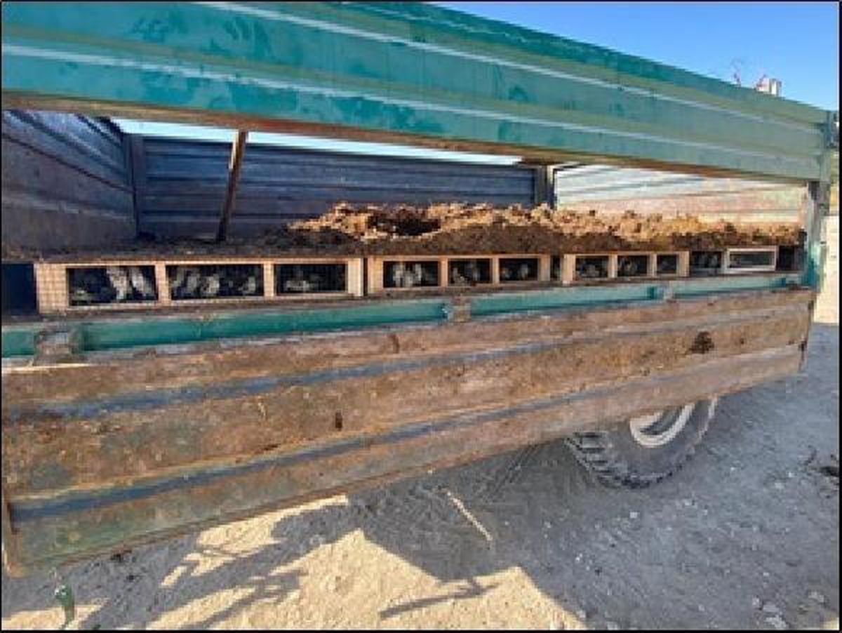 Hatay Narlıca\'da traktör römorkunda ele geçirilen 3 bin 754 saka kuşu doğaya bırakıldı