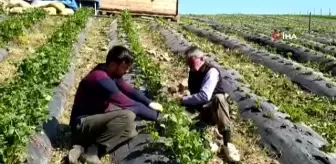 Dolu yaşından en çok etkilenen yayla çileği oldu