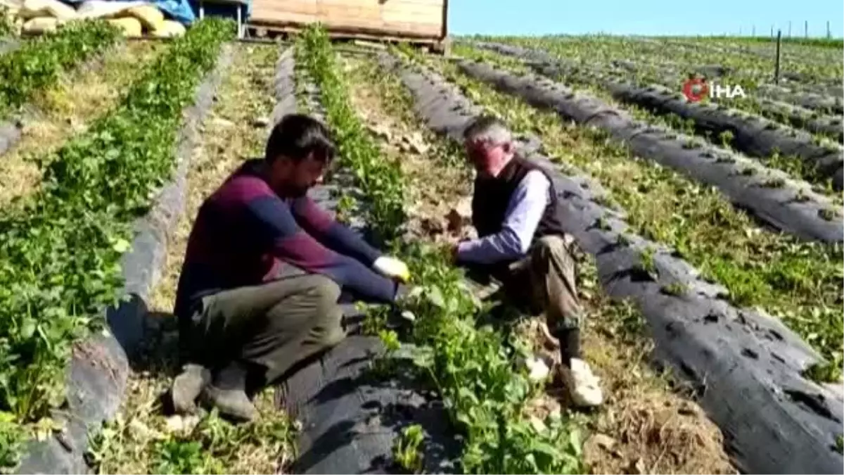 Dolu yaşından en çok etkilenen yayla çileği oldu