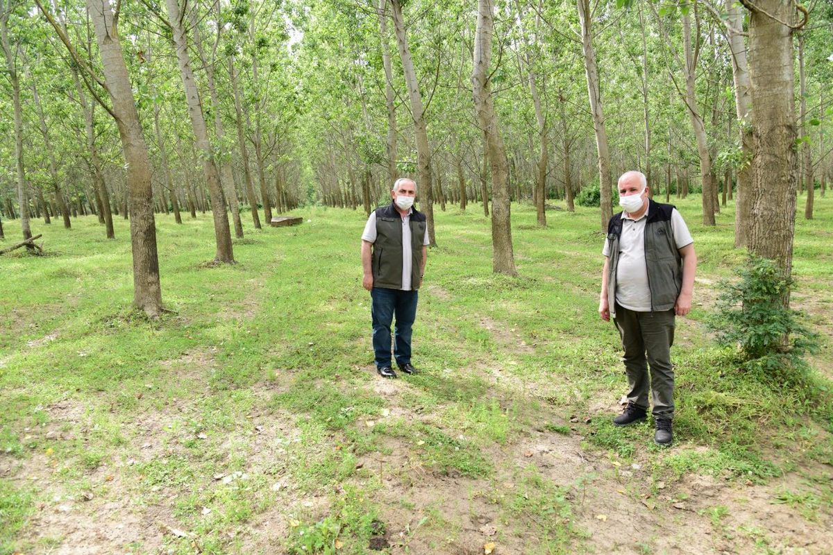 Edirne\'deki ağaçlandırma alanları incelendi