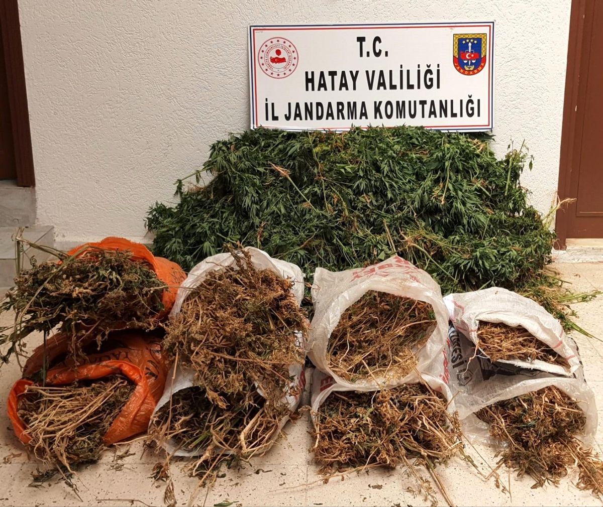 Hatay\'da 10 bin kök kenevir bitkisi ele geçirildi