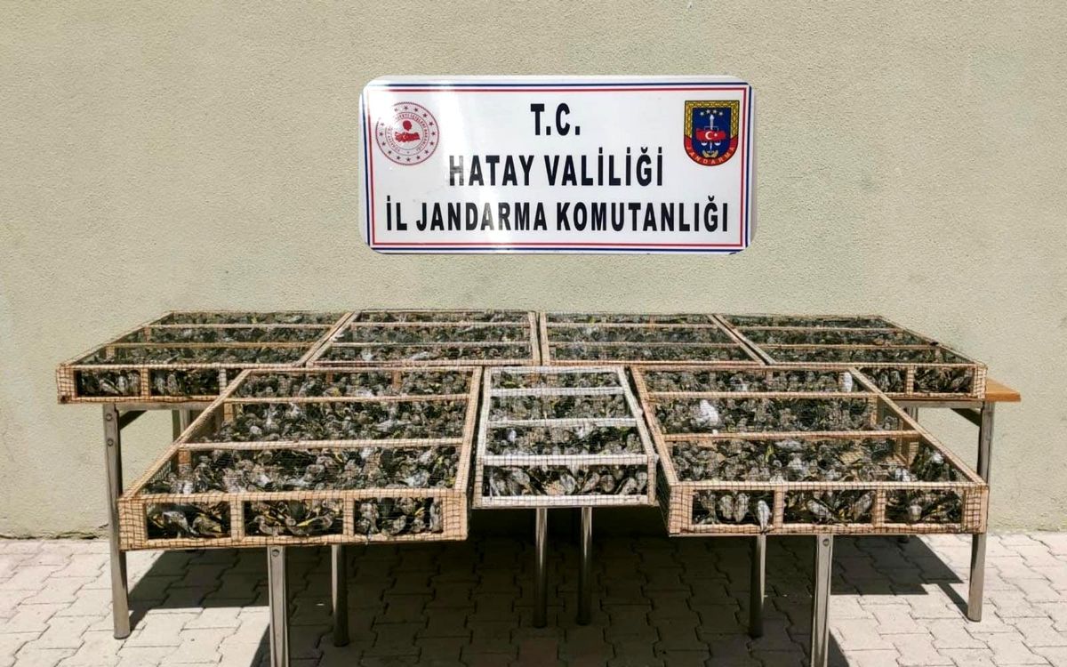 Hatay\'da 3 bin 754 adet saka kuşu ele geçirildi