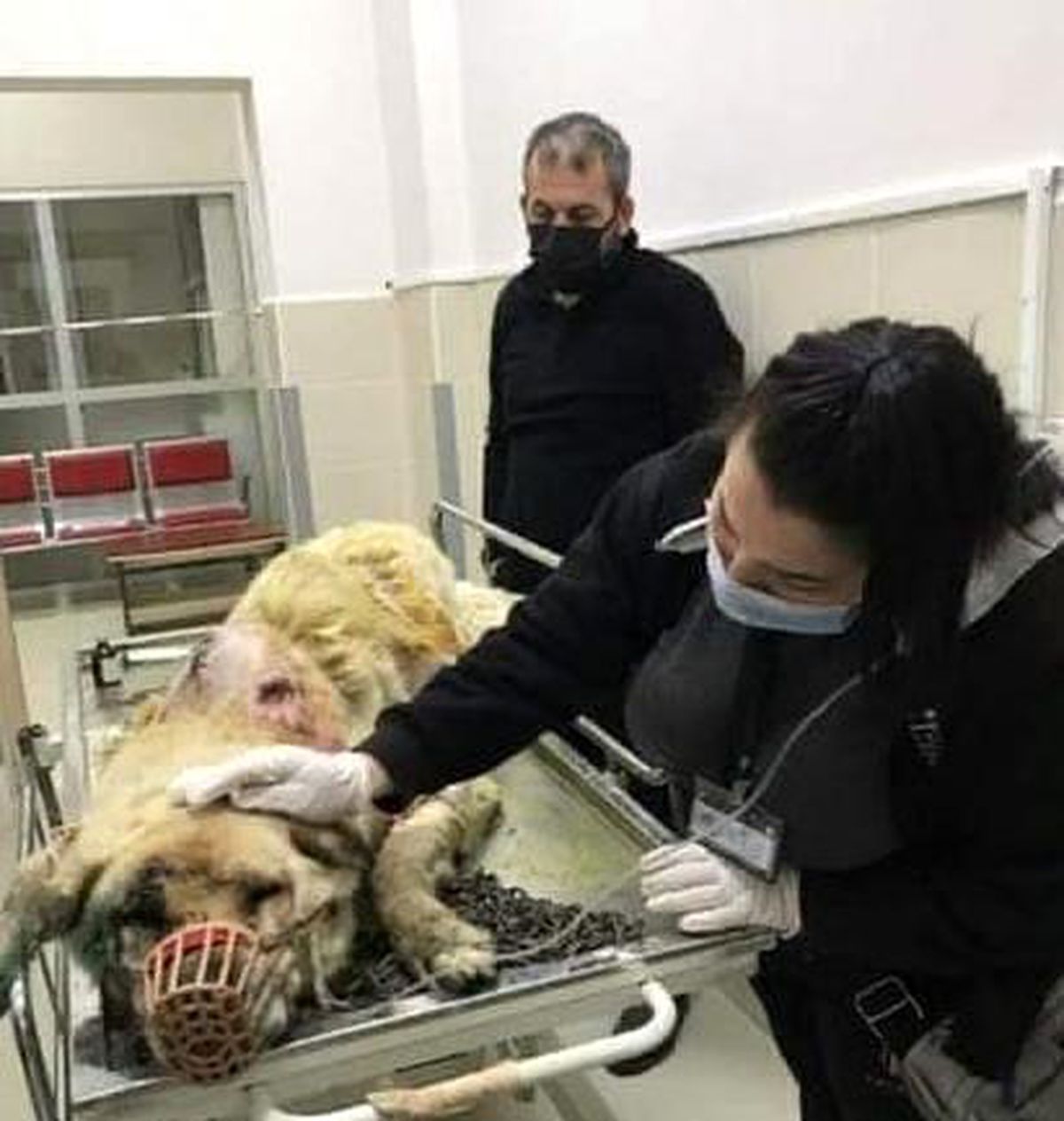 Kangal cinsi köpek baltalı saldırıya uğradı