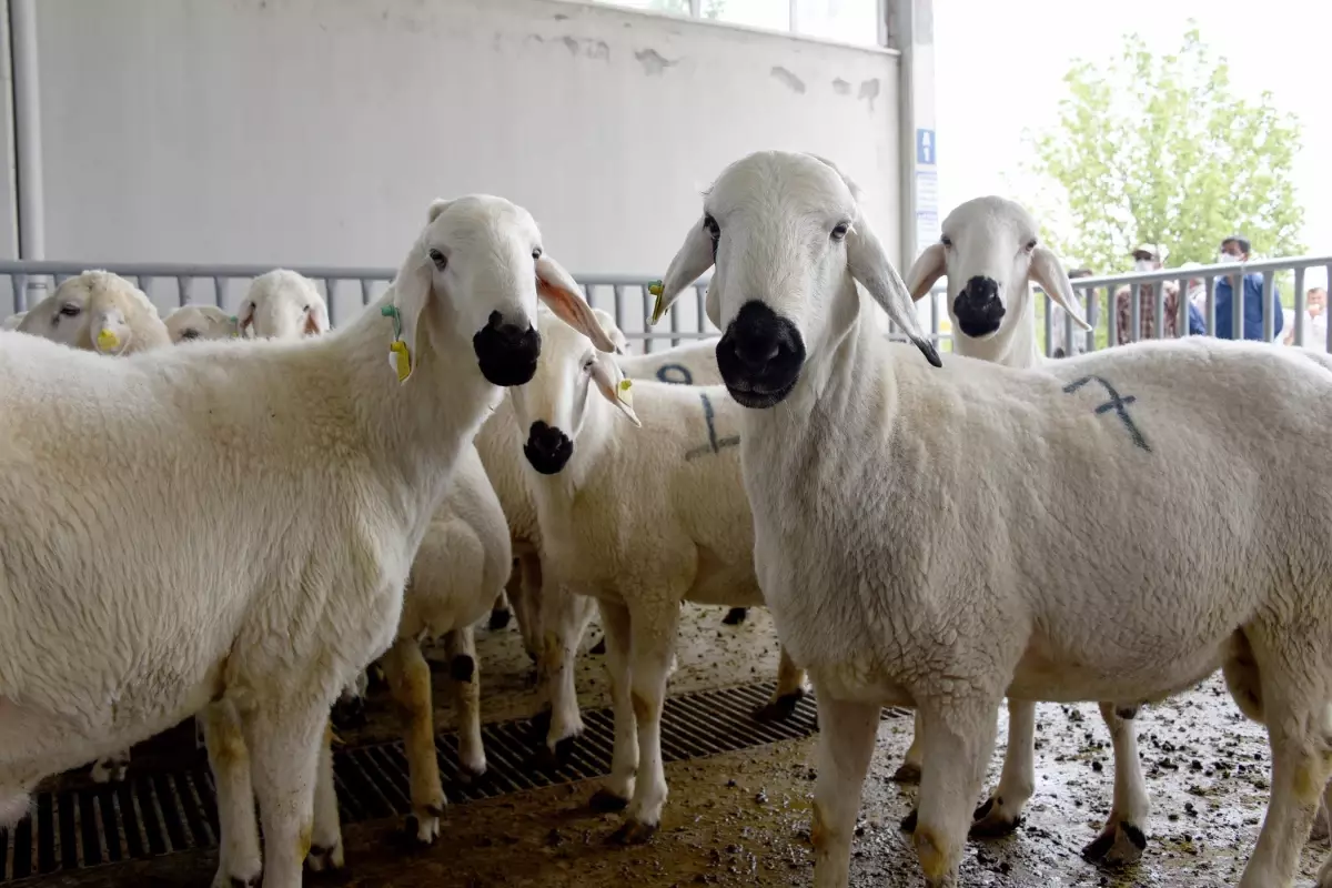 Konya Büyükşehir\'den üreticiye damızlık koç desteği