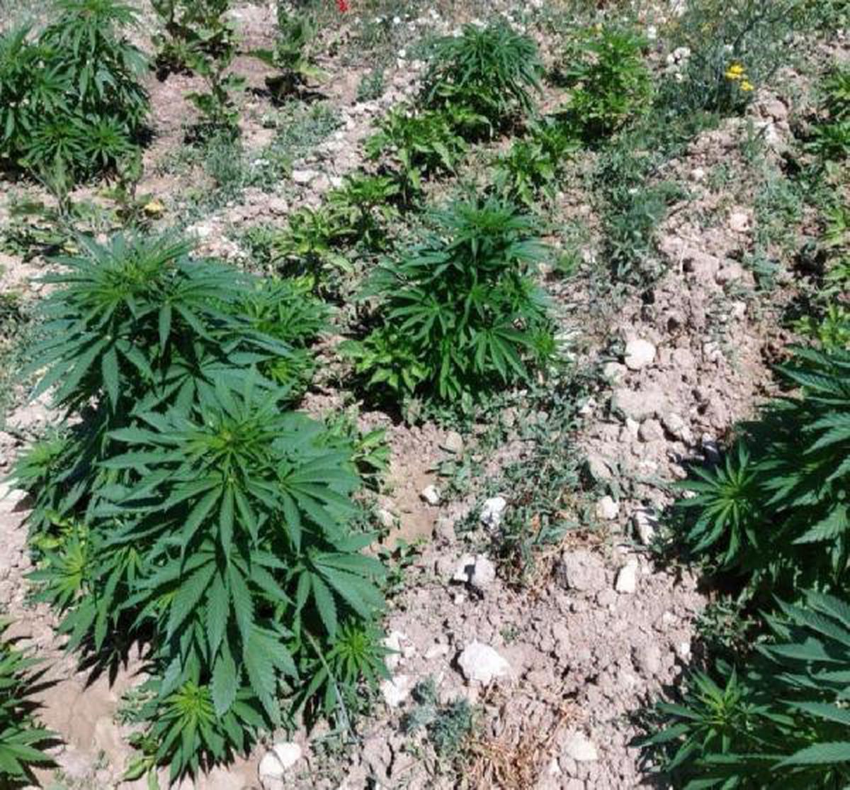 Malatya\'da 505 kök kenevir ele geçirildi; tarla sahibine gözaltı