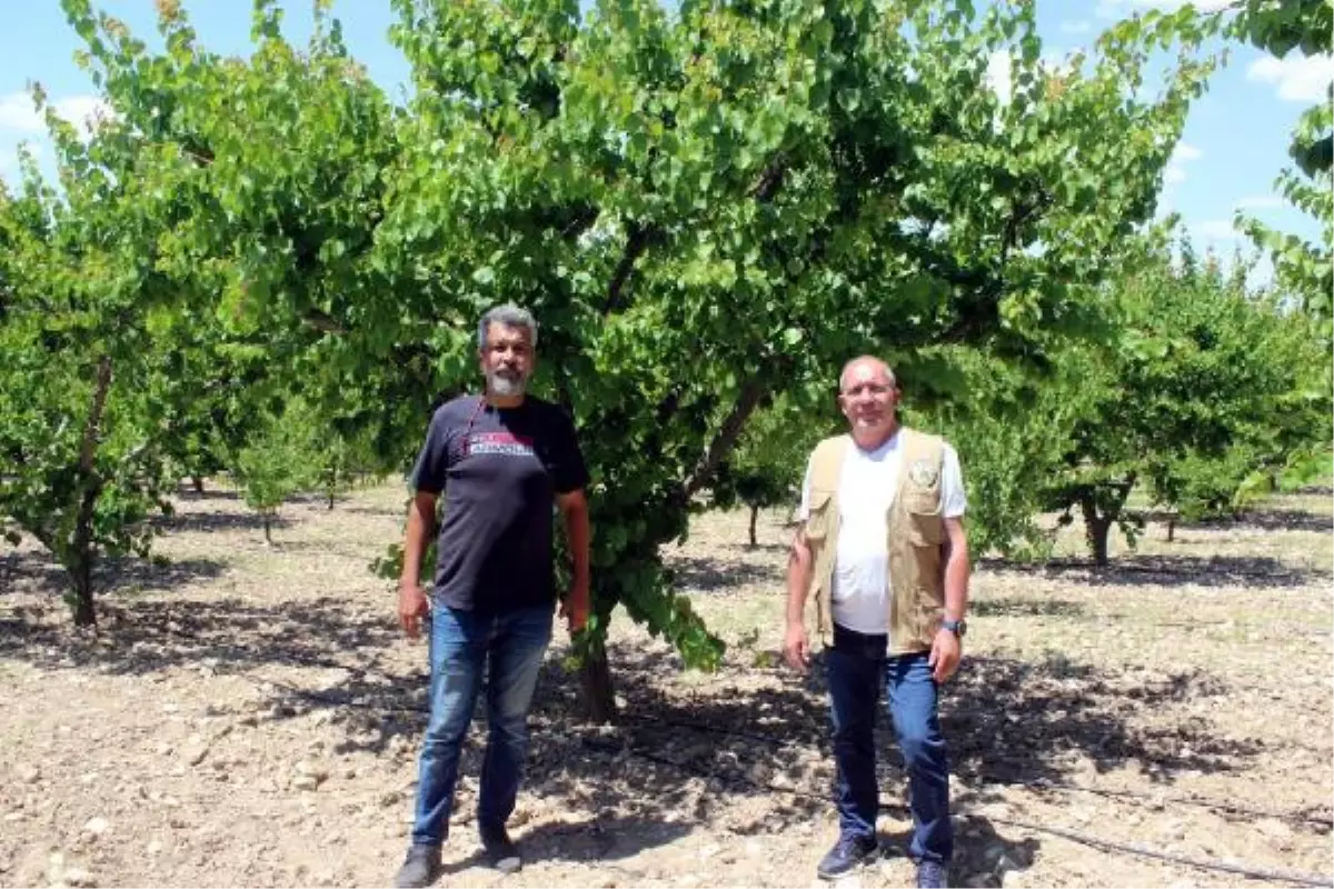 Manisa\'da kayısıyı don vurdu