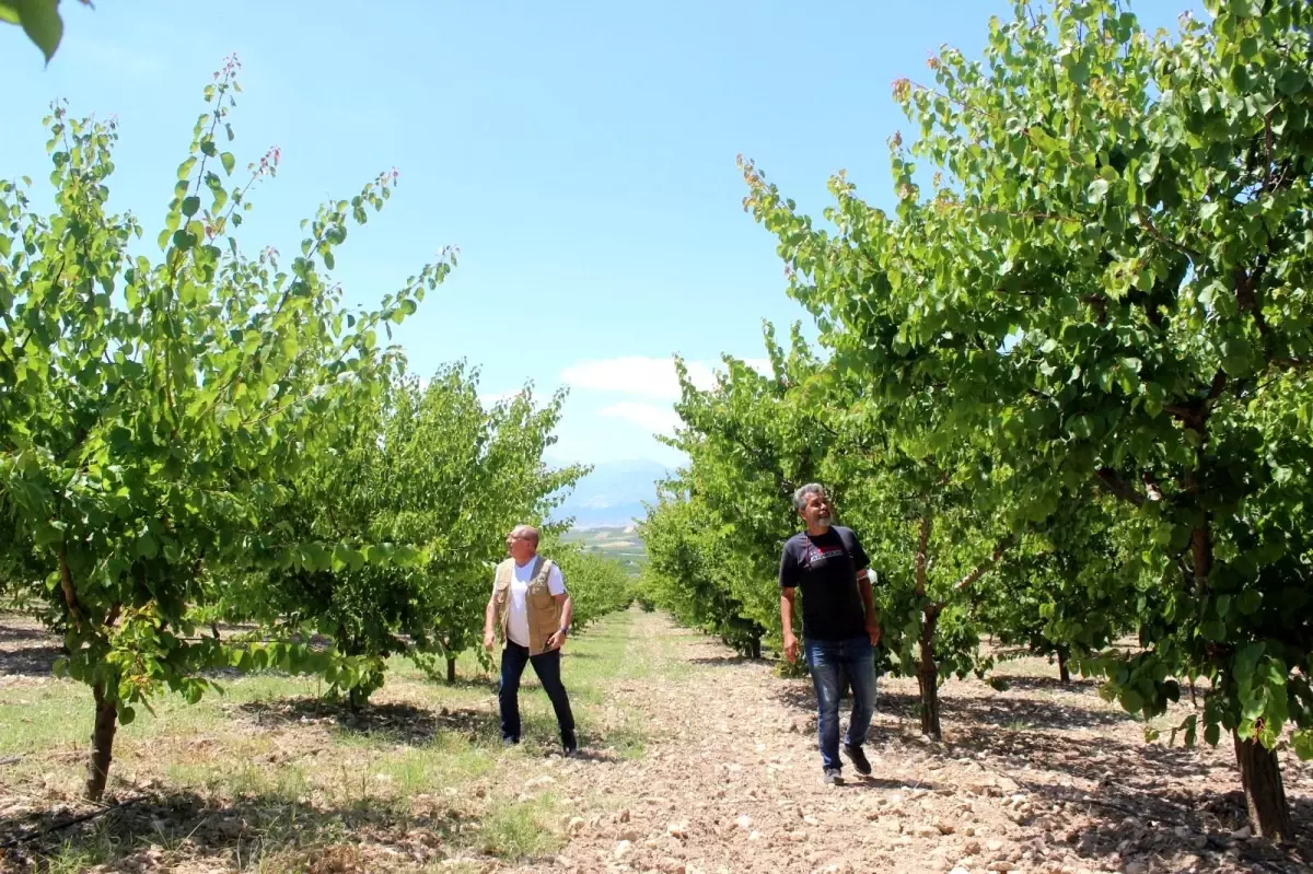 Manisa\'da üreticiye kayısı şoku...Hasat edecek ürün bulamadılar