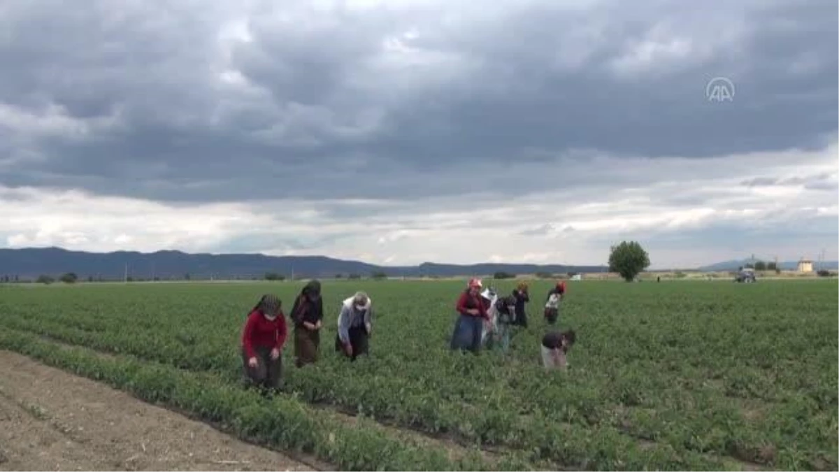 Son dakika haberleri! Mevsimlik tarım işçilerine koronavirüs aşısı yapıldı