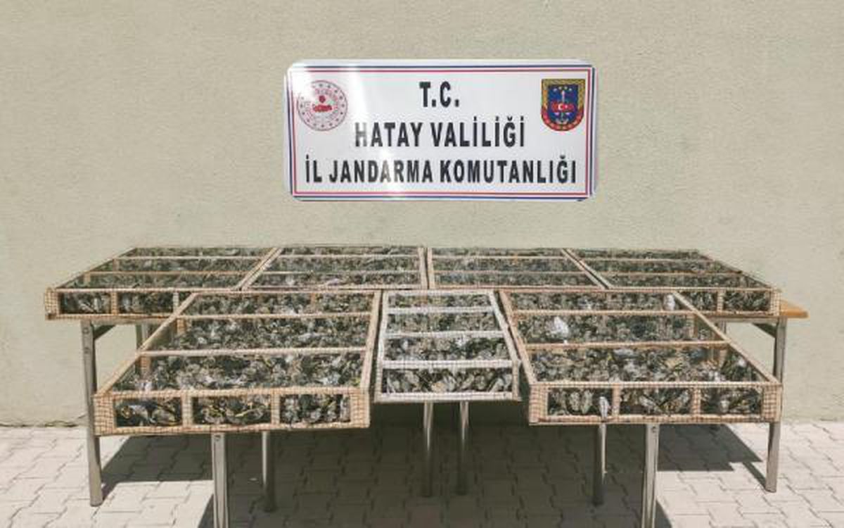 Sınırda Suriye\'ye götürülmek istenen 3 bin 754 saka kuşu ele geçirildi
