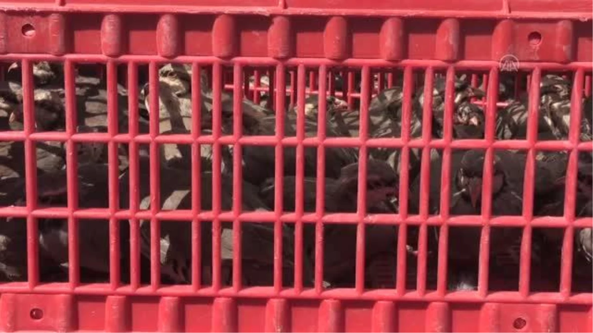 Süneyle mücadele için doğaya 400 keklik bırakıldı