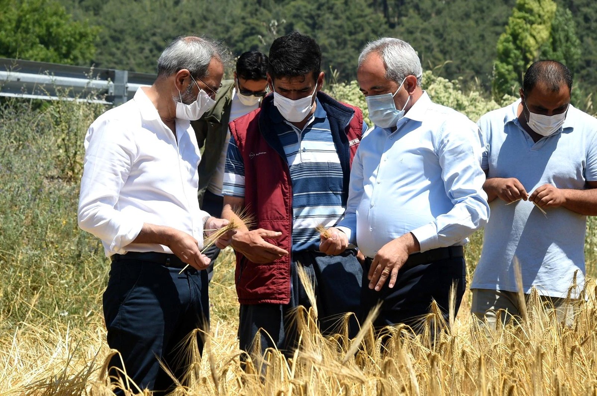 Tarsus Belediyesinin ektiği ata tohumlar hasat edildi