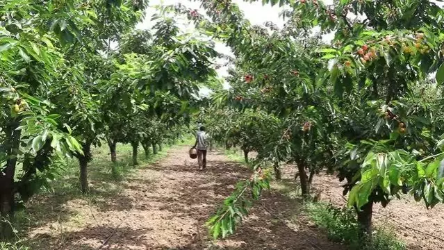 Adına festivaller düzenlenen kirazın hasadına başlandı