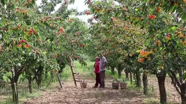 Adına festivaller düzenlenen kirazın hasadına başlandı