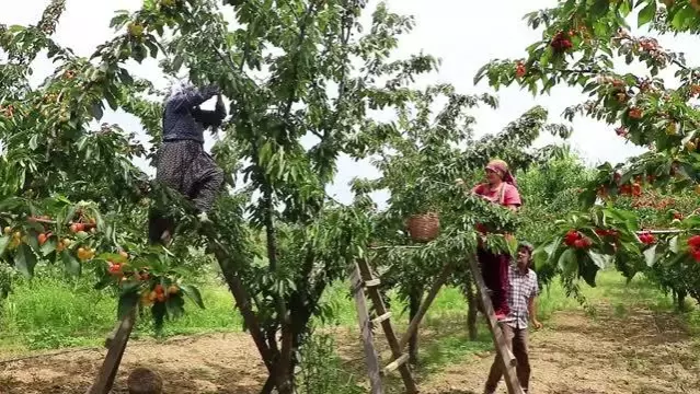 Adına festivaller düzenlenen kirazın hasadına başlandı