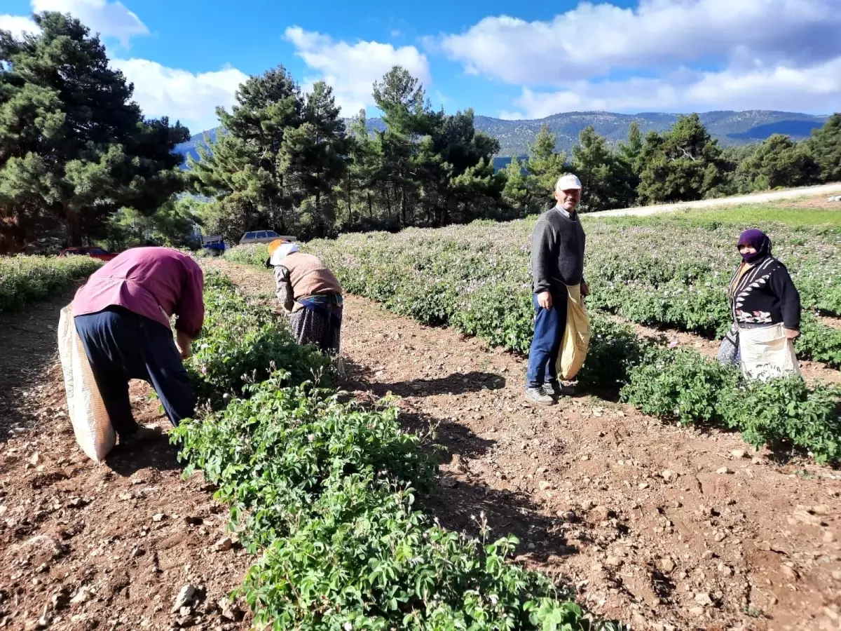 Afyonkarahisar\'da yağlık gül hasadı başladı