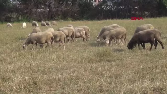 ANTALYA ÇOBAN ÇİFTE SÜRÜNÜN BAŞINDA AŞI YAPILDI