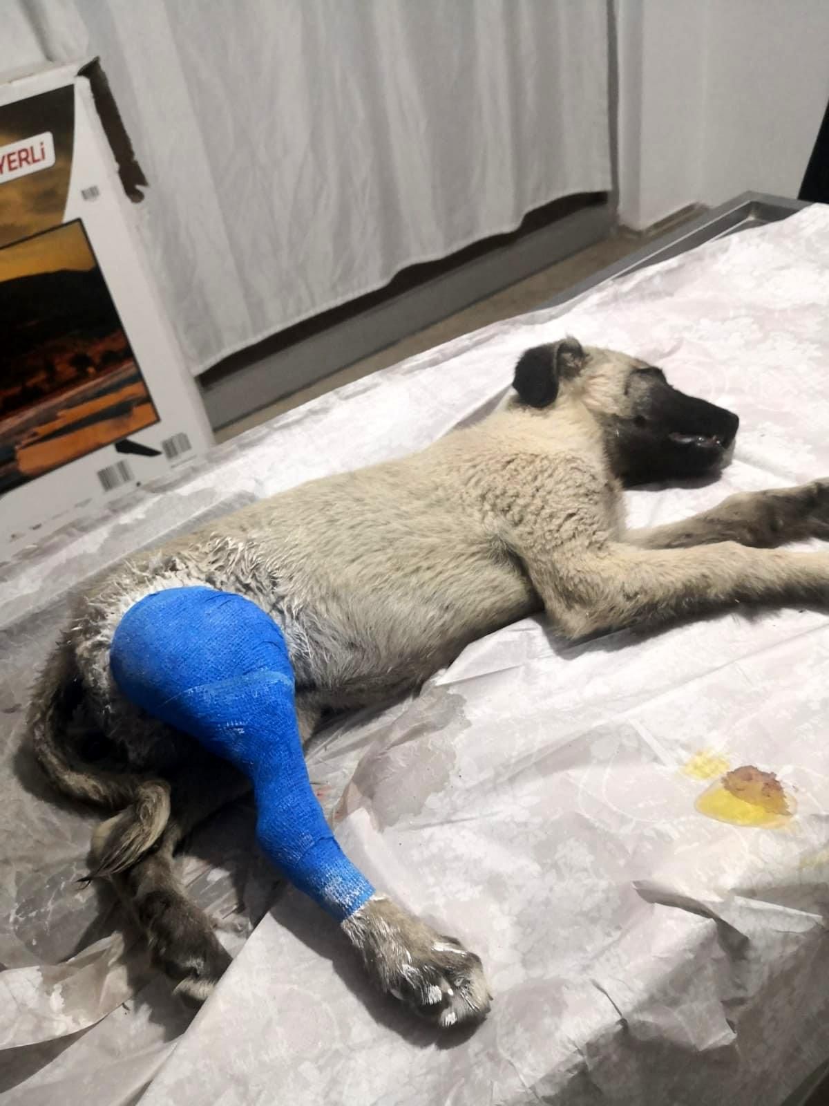 Ayağı kırık halde bulunan köpek tedavi altına alındı