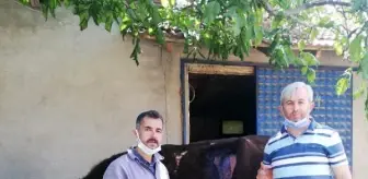 Beslenme güçlüğü çeken ineğin karnından 2 kilo urgan çıktı