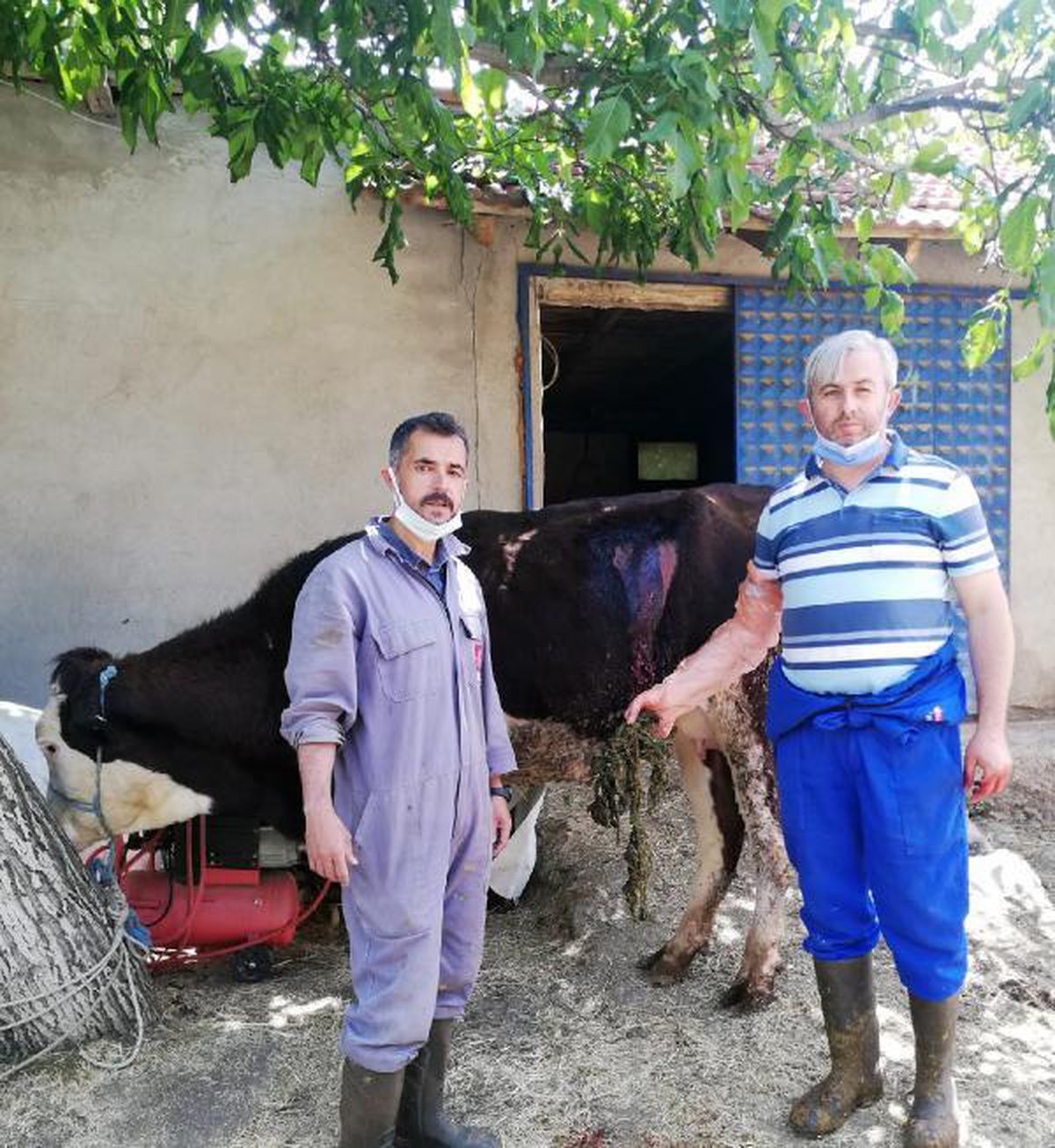 Beslenme güçlüğü çeken ineğin karnından 2 kilo urgan çıktı