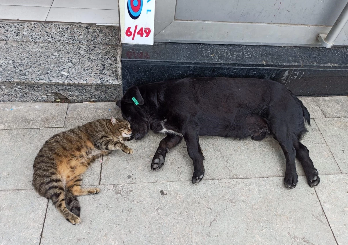 Birlikte uyuyan kedi ve köpeğin dostluğu görenleri şaşırtıyor