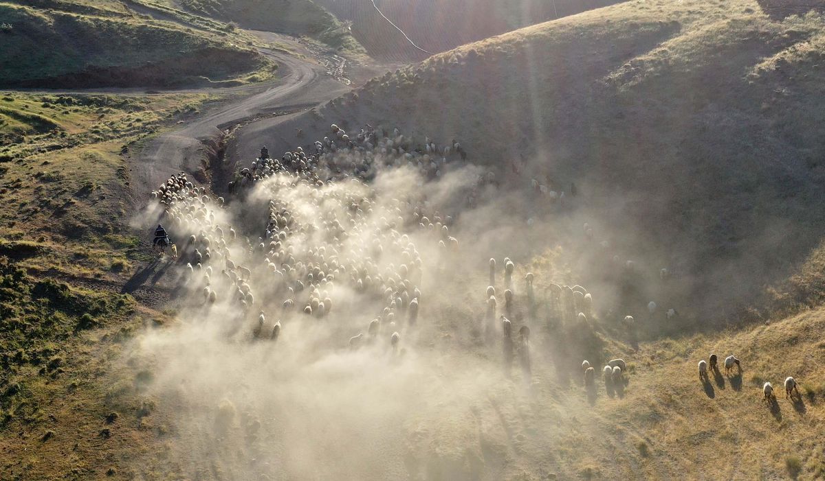 Bitlis\'te küçükbaş hayvan sürülerinin Nemrut Dağı\'na yolculuğu başladı