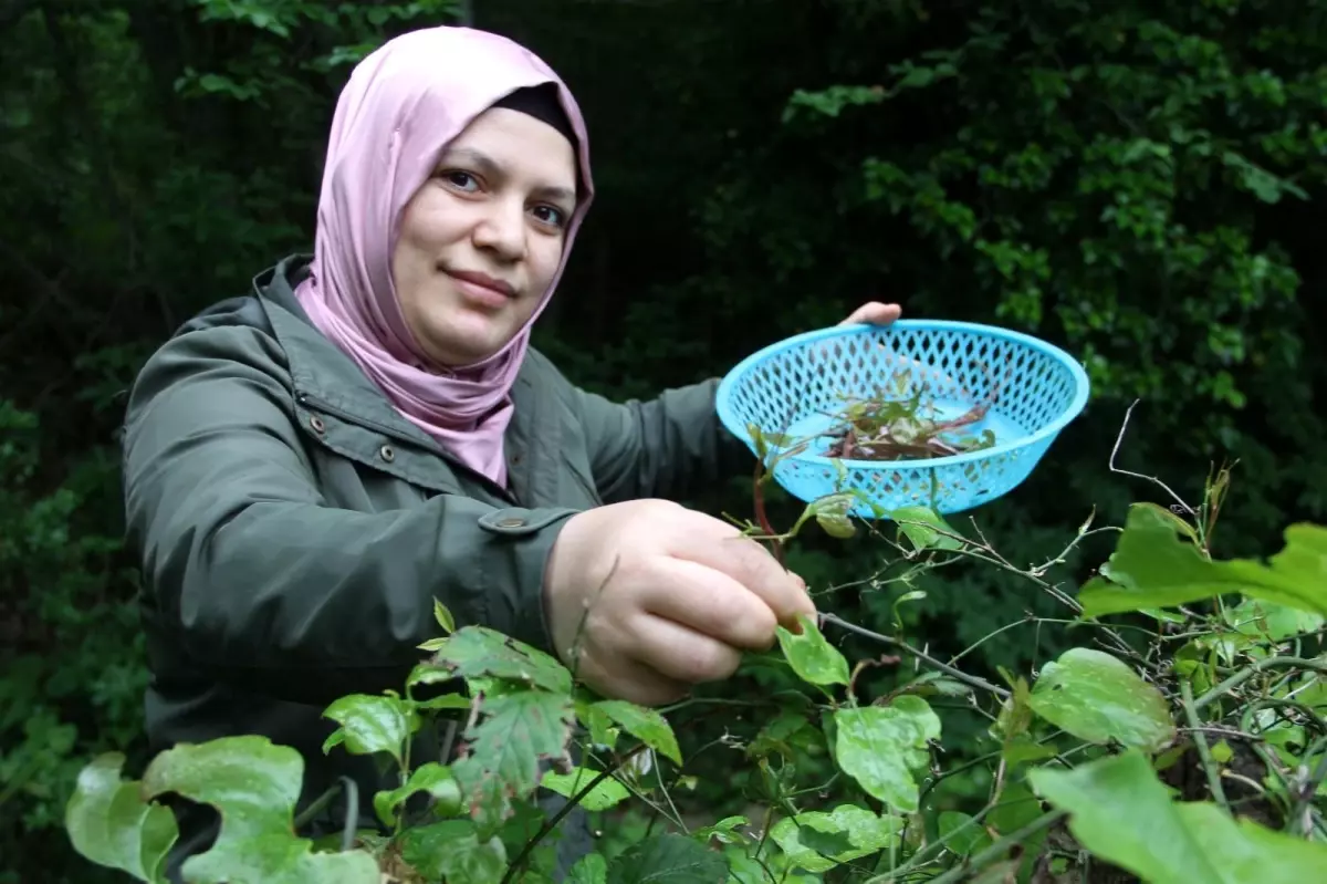 Dikenlerin arasından gelen lezzet: Kırçan