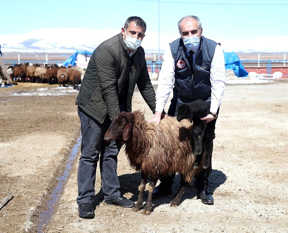 Erzurum çiftçisine anaç koyun keçi desteği