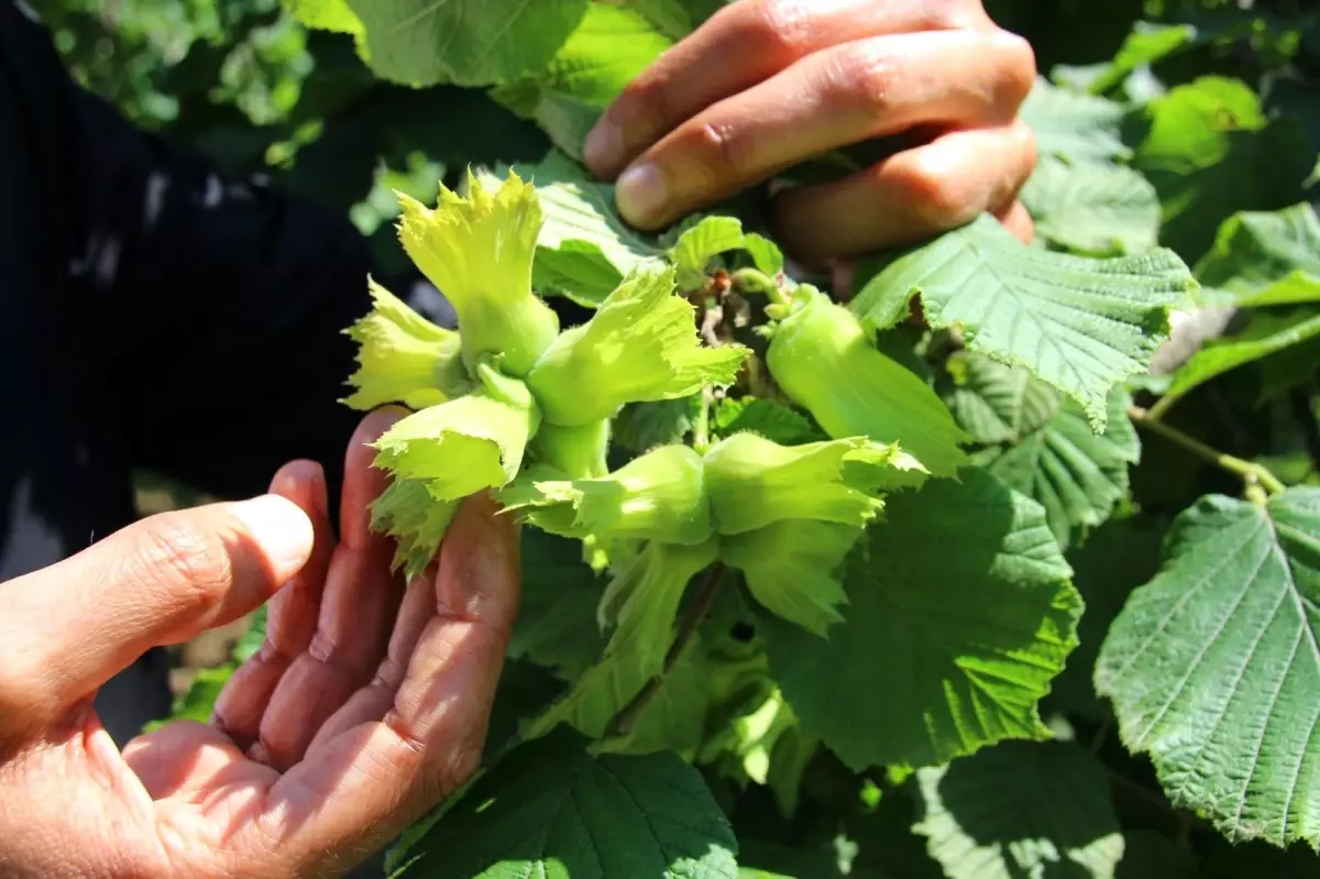 Fındık fiyatında üreticinin beklentisi 3,5 dolar