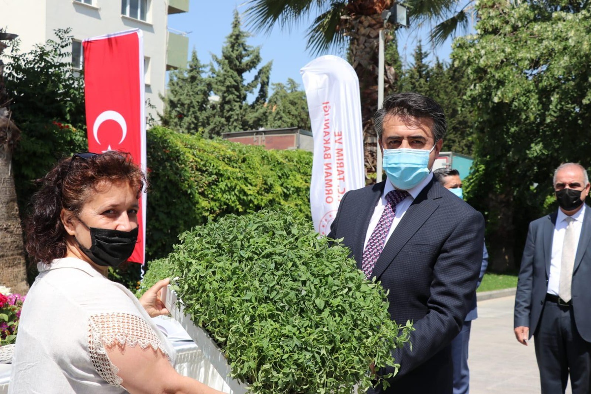 İzmir\'in kentli kadınlarına 250 bin sebze fidesi dağıtıldı