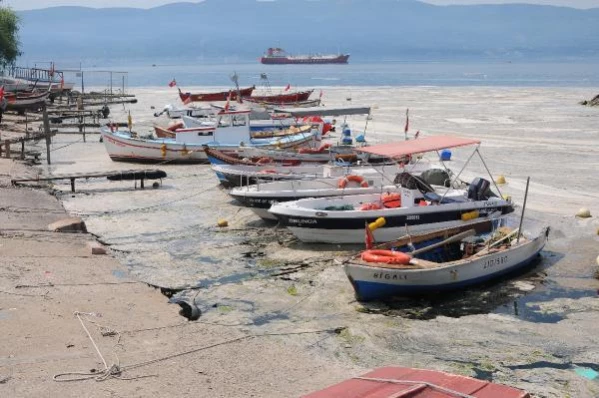 KOCAELİ KÖRFEZİ KAPLAYAN MÜSİLAJ, BALIK AVININ ENGELİ