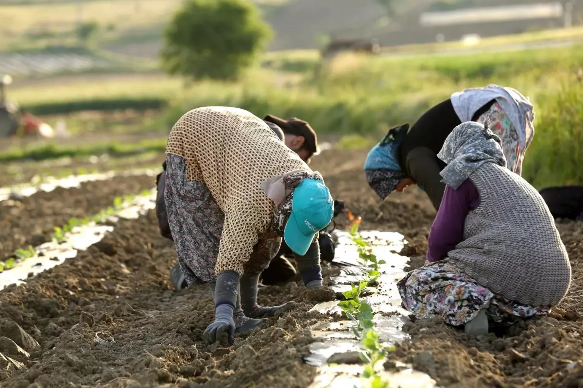 Kornişonun anavatanında fide dikimi başladı