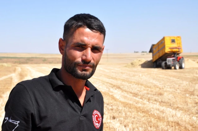 Mardin'de sulu buğdayda verim artışı çiftçiyi sevindirdi