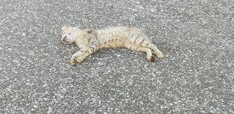 Otomobilin çarptığı yaban kedisi öldü
