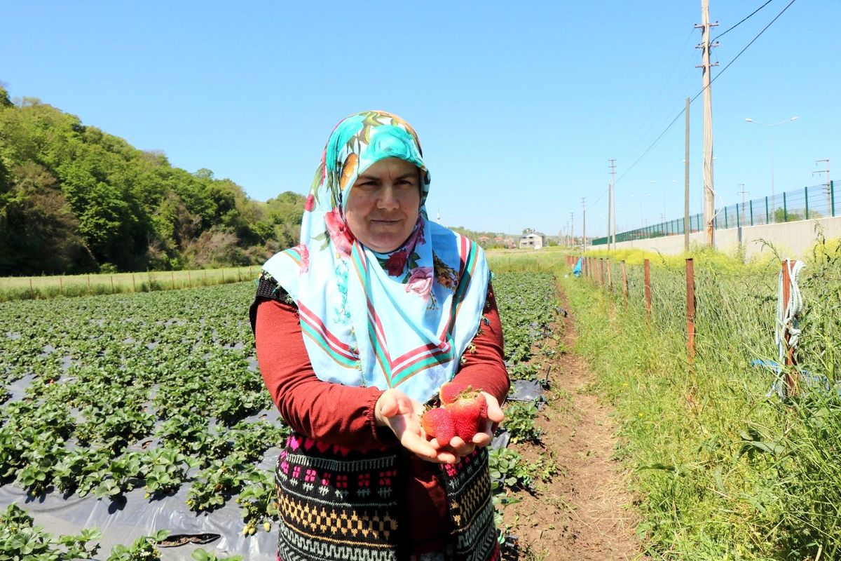 Samsun\'da Çiftçi Kayıt Sistemi\'ndeki 68 bin 507 işletmeden 9 bin 69\'u kadın çiftçilere ait