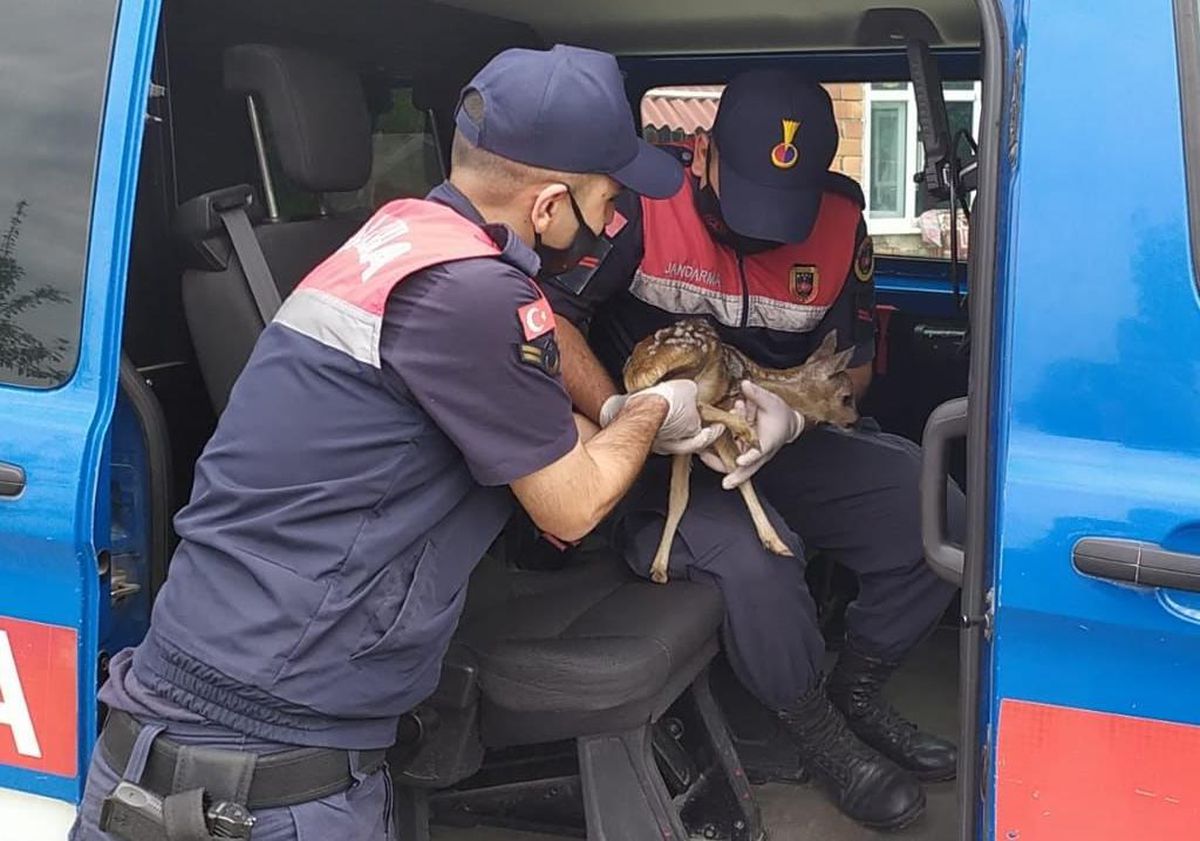 Samsun\'da yol kenarında bulunan karaca yavrusu koruma altına alındı