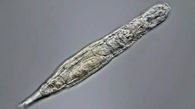 Sibirya'da 24 bin yıldır donmuş halde olan çok hücreli bir organizma yeniden hayata döndü