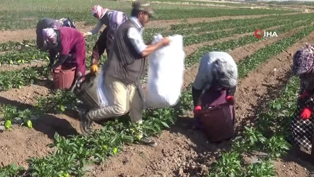 Suriye sınırında acı biber hasadına başlandı