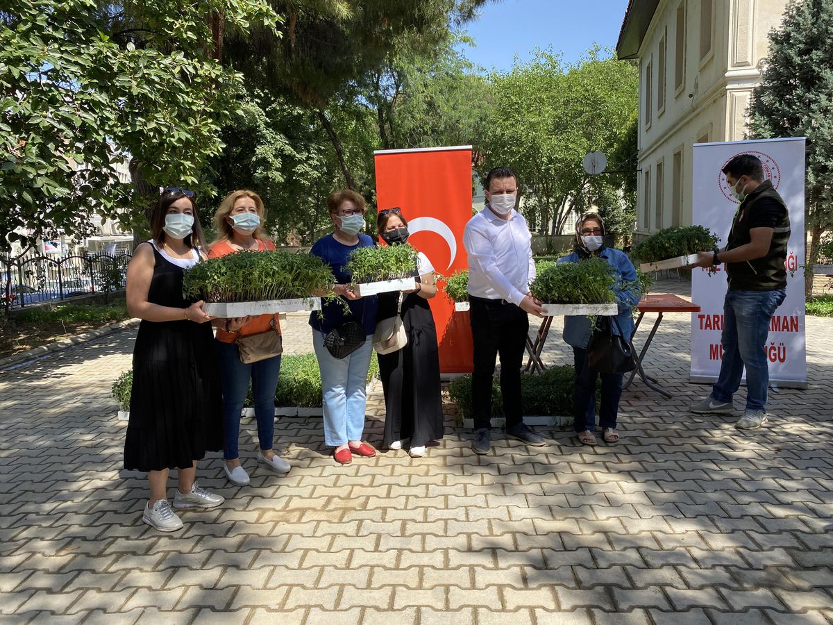Tire\'de kadınlara 14 bin domates fidesi dağıtıldı