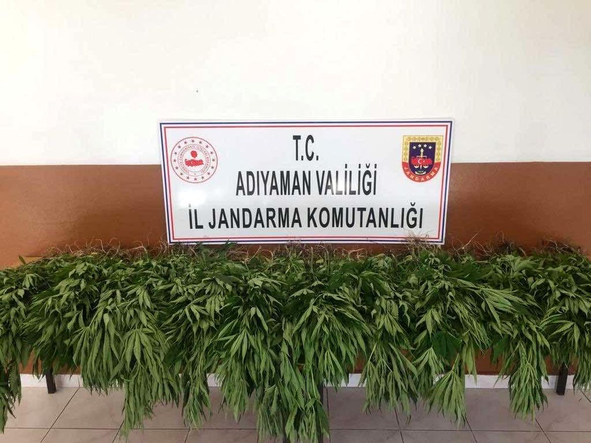 Tut ilçesinde kenevir bitkisi ele geçirildi