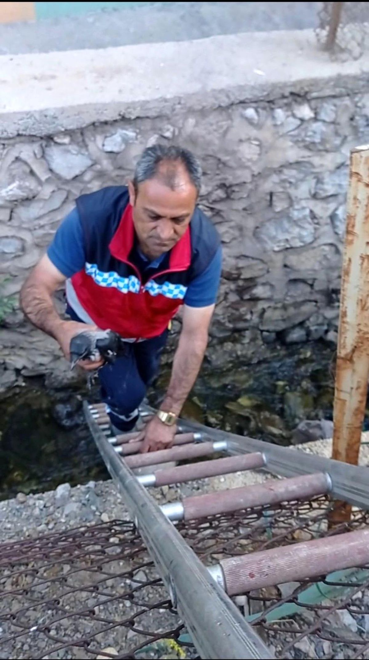 Son dakika haber | Yuvadan düşen yavru kargayı itfaiye ekibi kurtardı